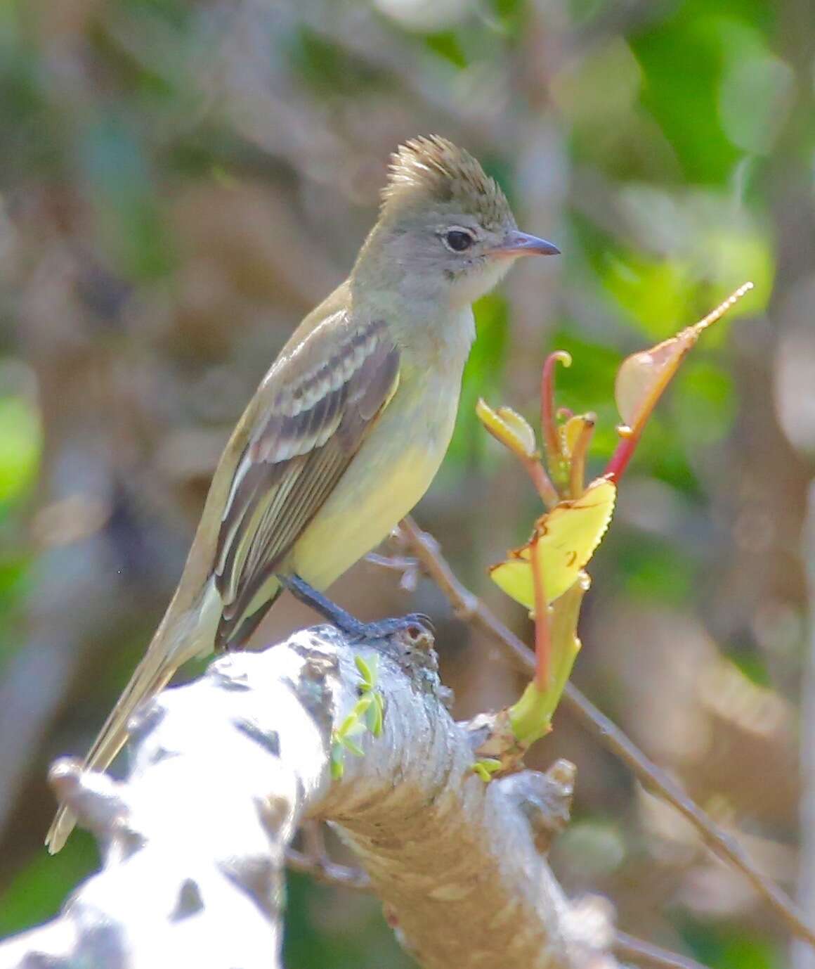 Image de Tyran du Panama