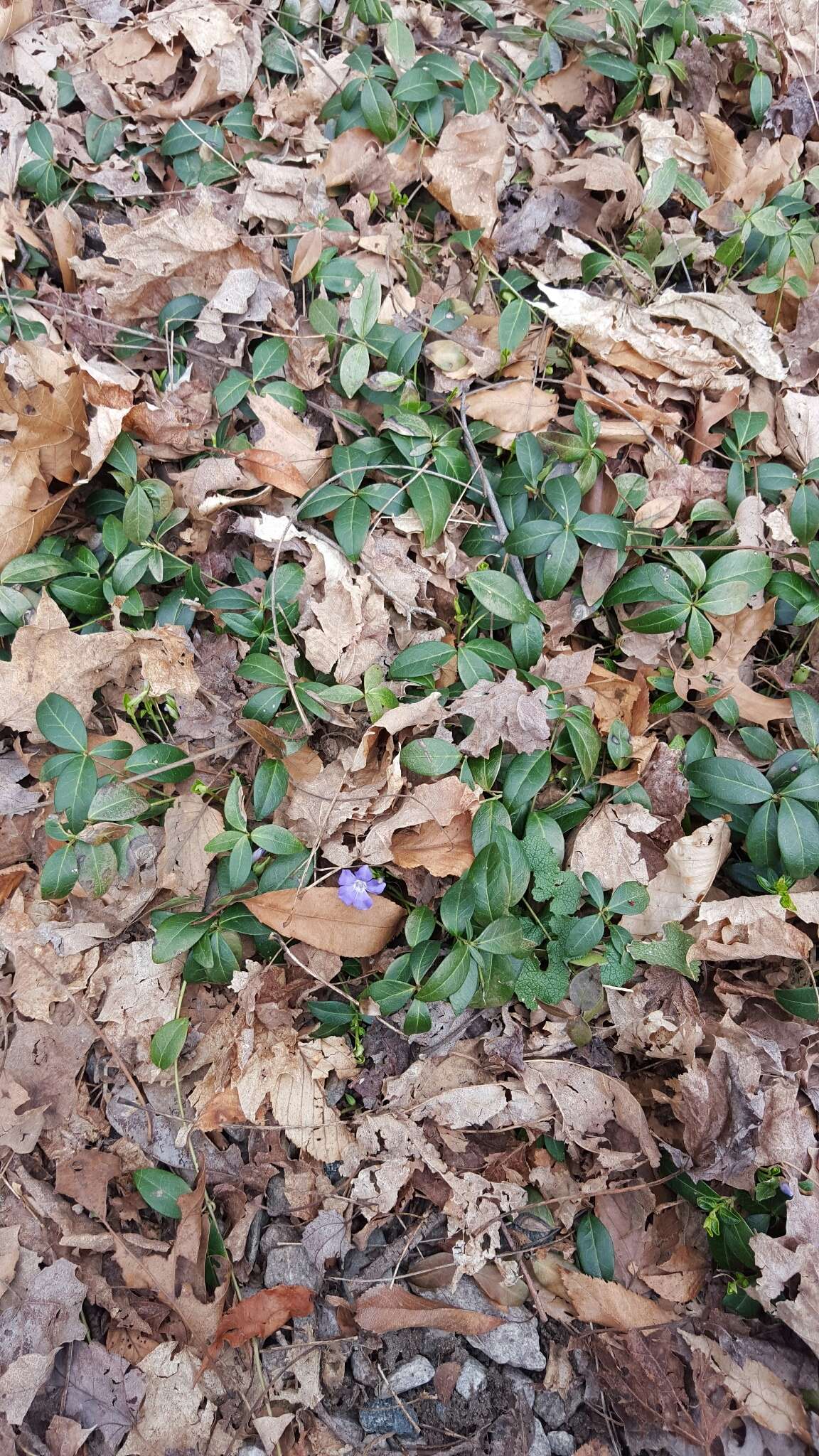 Image of Common Periwinkle