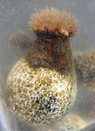 Image of hermit anemone