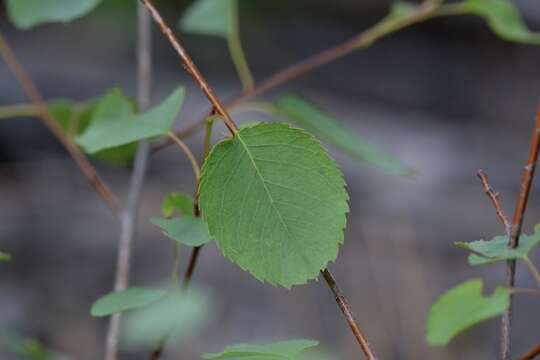 Image of Cusick's Service-Berry