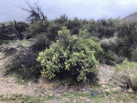 Image of Cleomella arborea var. angustata (Parish) J. C. Hall & Roalson