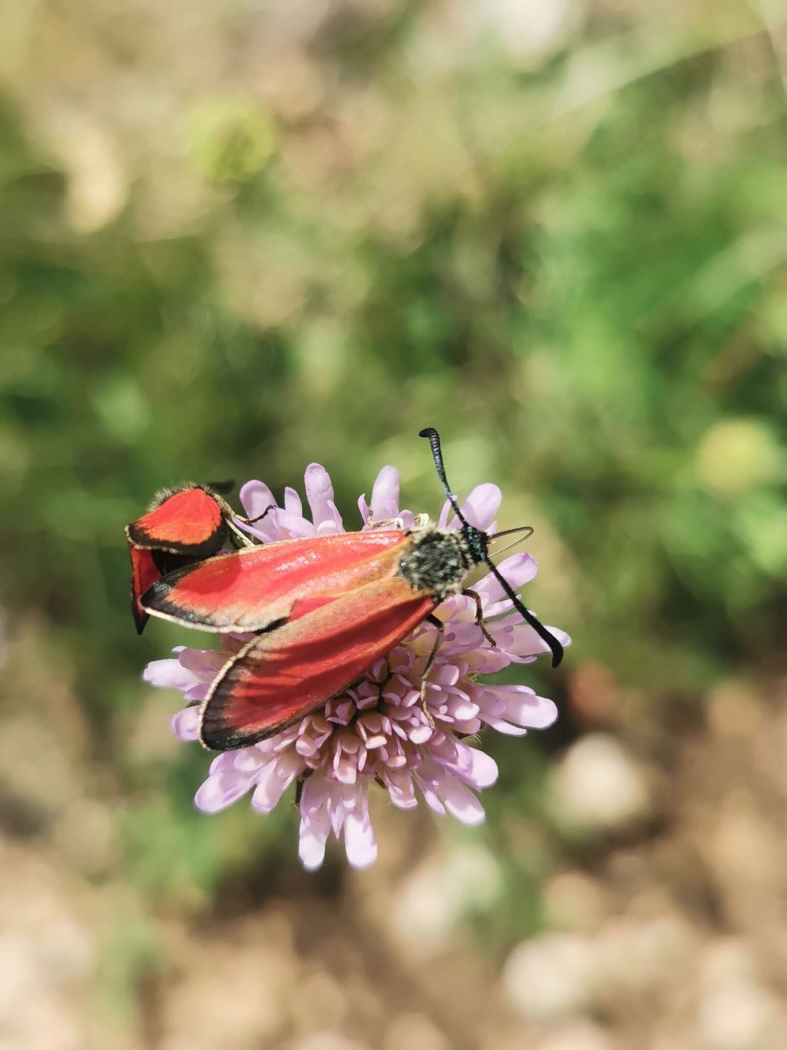 Image of Zygaena rubicundus