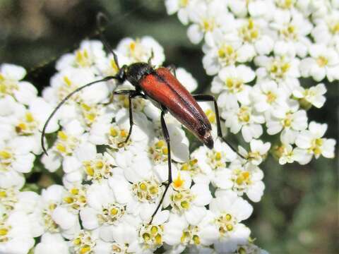 Imagem de Stenurella (Priscostenurella) bifasciata (Müller 1776)