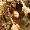 Image of Helichrysum ephemerum (Kirk)