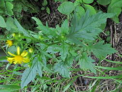 Image of Desert Ragwort