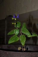 Image of Salvia xolocotzii Bedolla & Zamudio