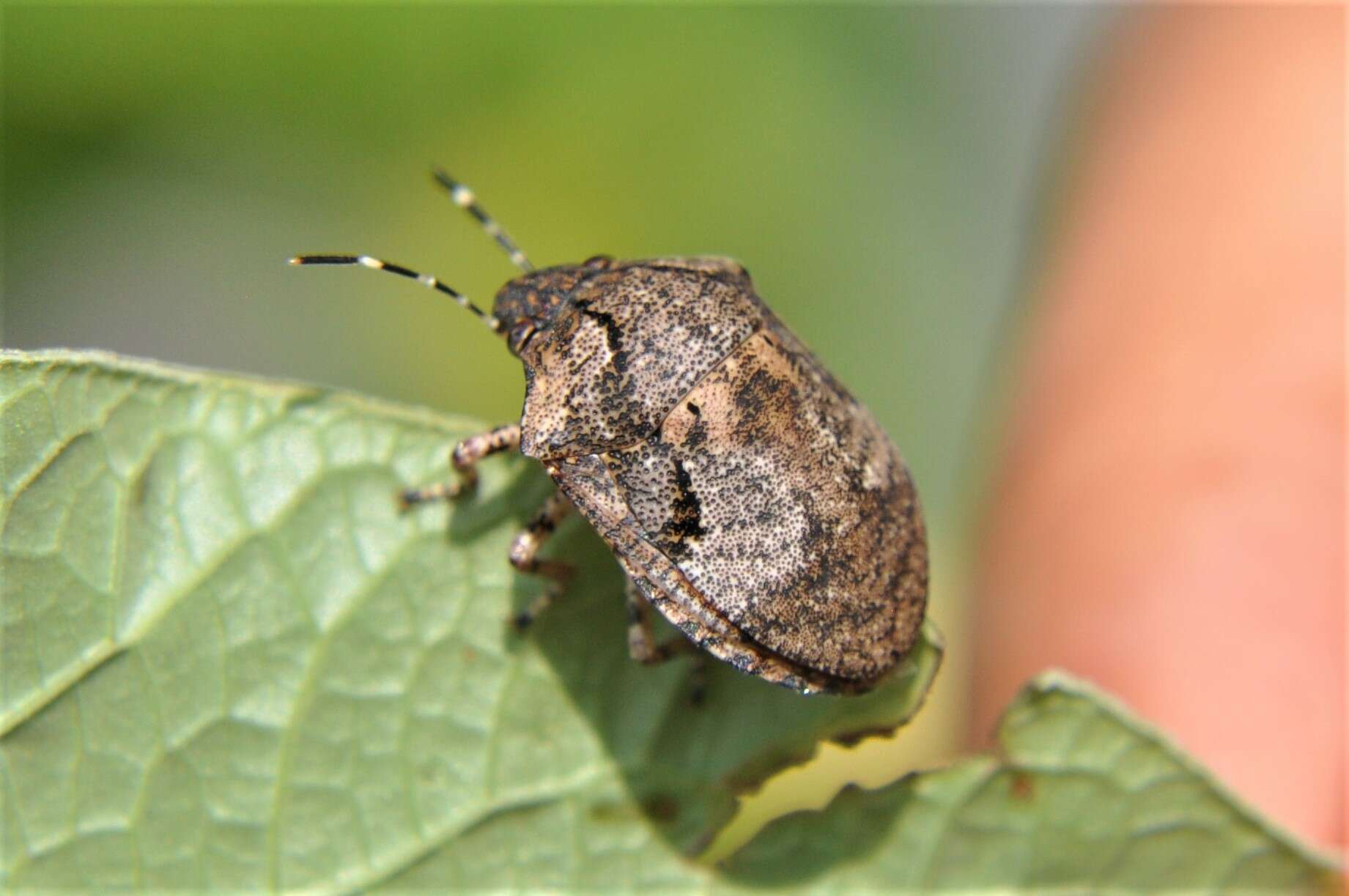 Image of Tetyra antillarum Kirkaldy 1909