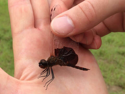 Tramea carolina (Linnaeus 1763) resmi