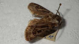 Image of Agrotis fatidica Hübner 1824