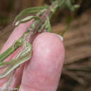 Image of Senecio ferreyrae Cabrera