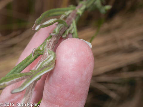 Image of Senecio ferreyrae Cabrera