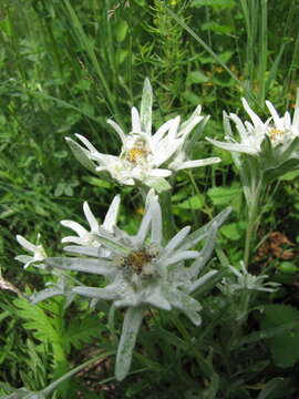 Image of Leontopodium campestre (Ledeb.) Hand.-Mazz.