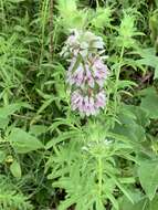 Monarda citriodora var. citriodora resmi