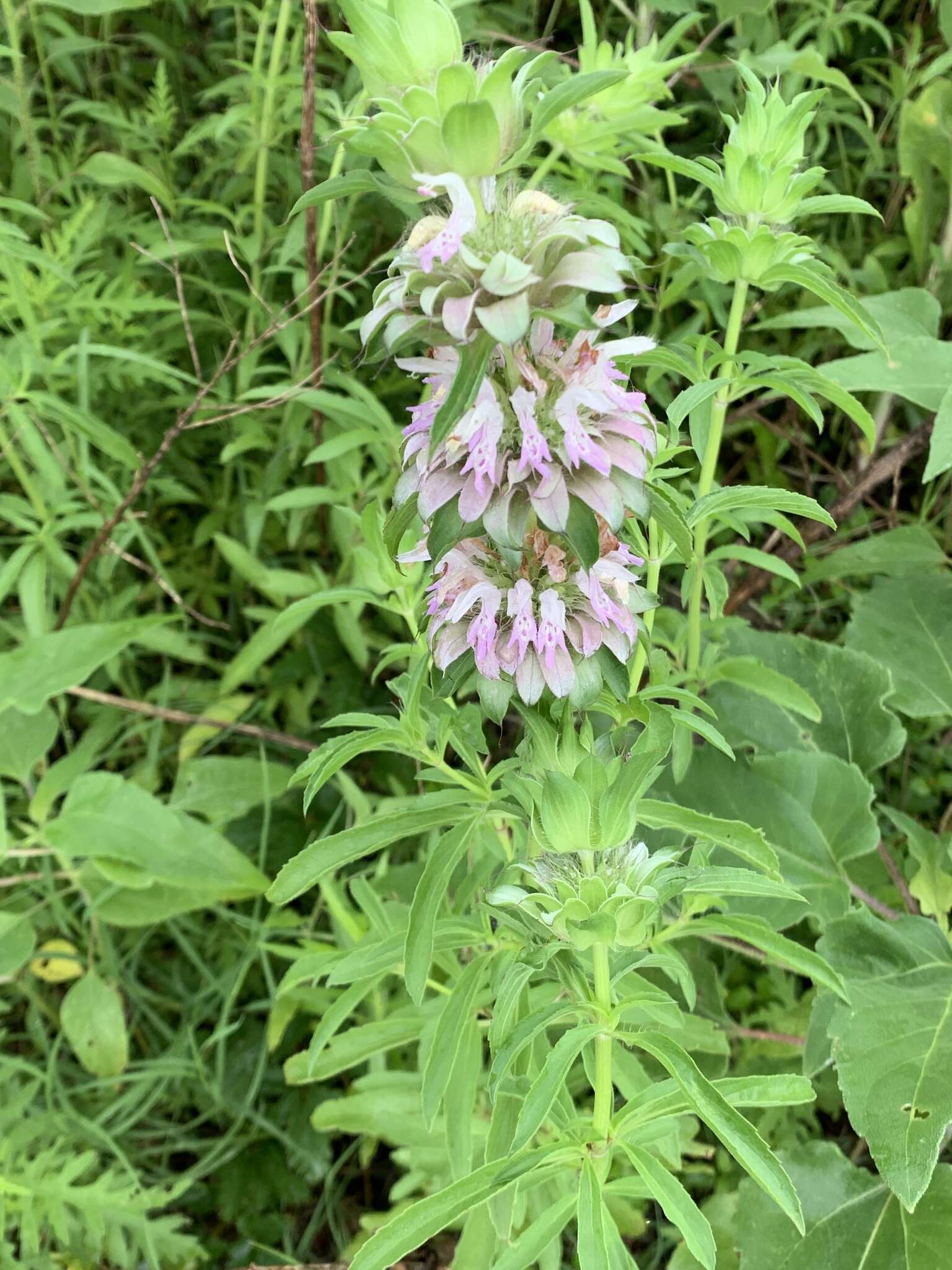 Monarda citriodora var. citriodora resmi