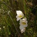 Imagem de Gladiolus calcaratus G. J. Lewis