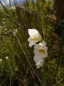 Image of Gladiolus calcaratus G. J. Lewis