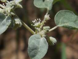 Image of threeseed croton