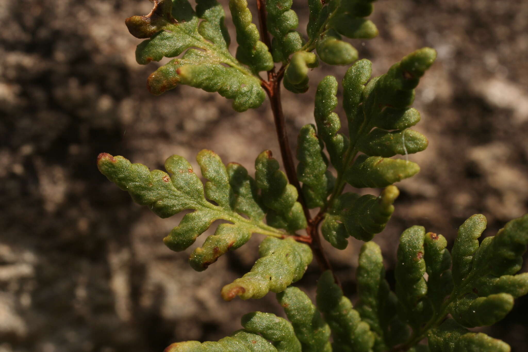 Image de Oeosporangium pteridioides (Reichard) Fraser-Jenk. & Pariyar