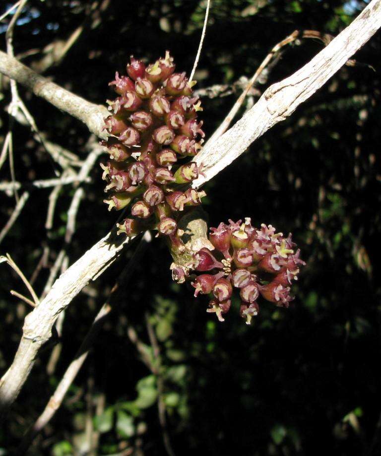 Cussonia thyrsiflora Thunb. resmi