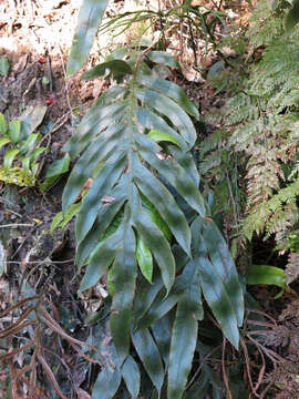 Plancia ëd Austroblechnum colensoi (Hook. fil.) Gasper & V. A. O. Dittrich