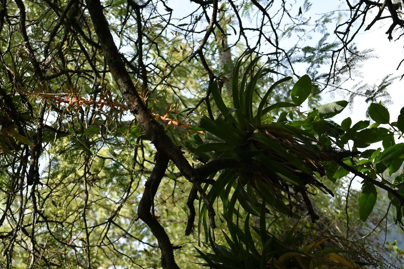 Image of Tillandsia excelsa Griseb.