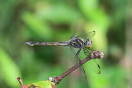 Image of Blue Chaser