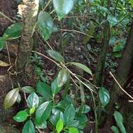 Plancia ëd Epidendrum laucheanum Bonhof ex Rolfe