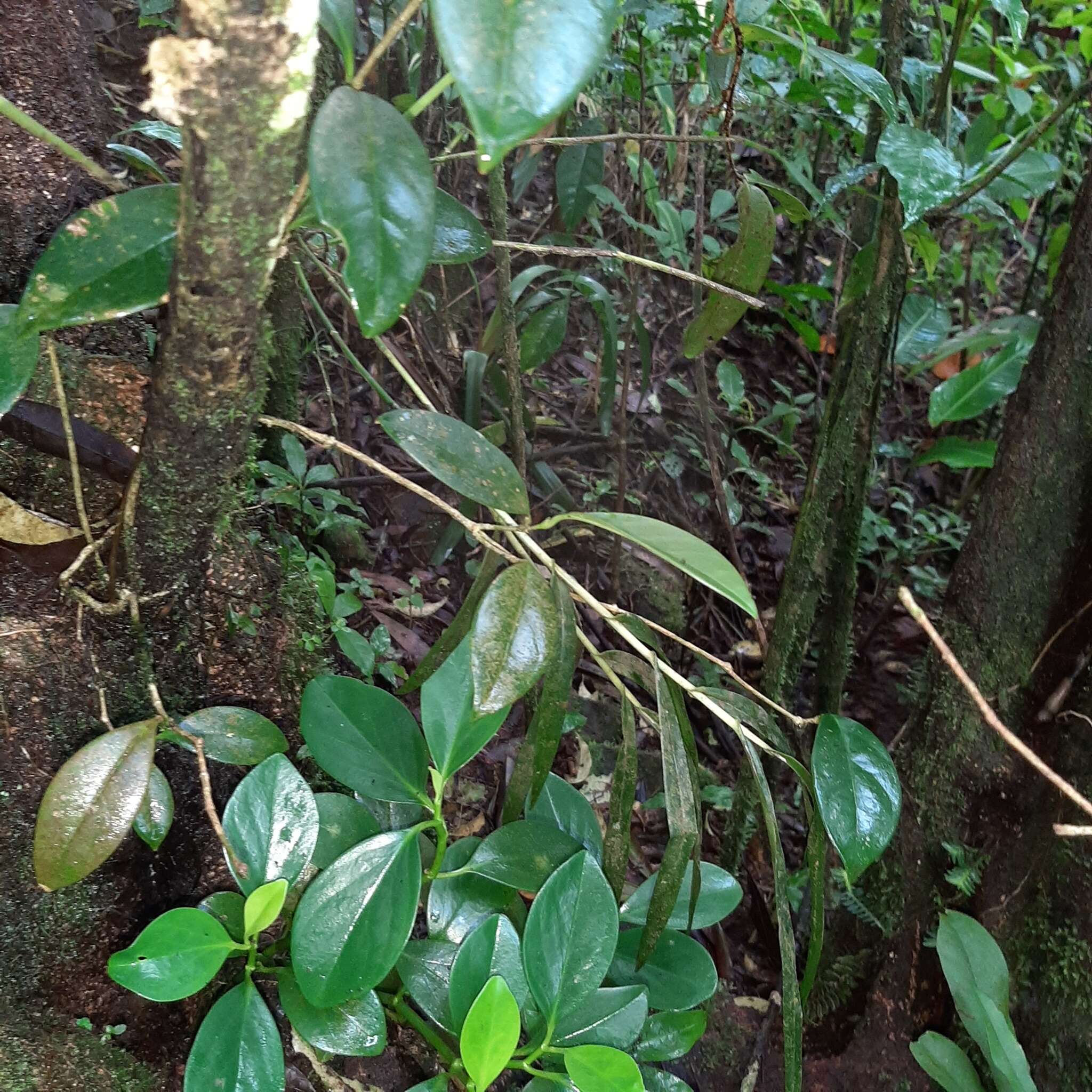 Plancia ëd Epidendrum laucheanum Bonhof ex Rolfe