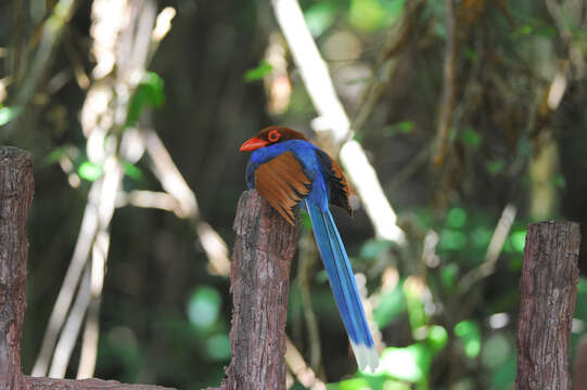 Image of Ceylon Blue Magpie