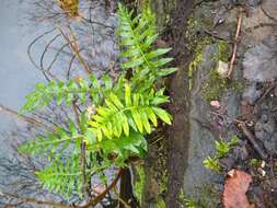 Polypodium interjectum Shivas的圖片