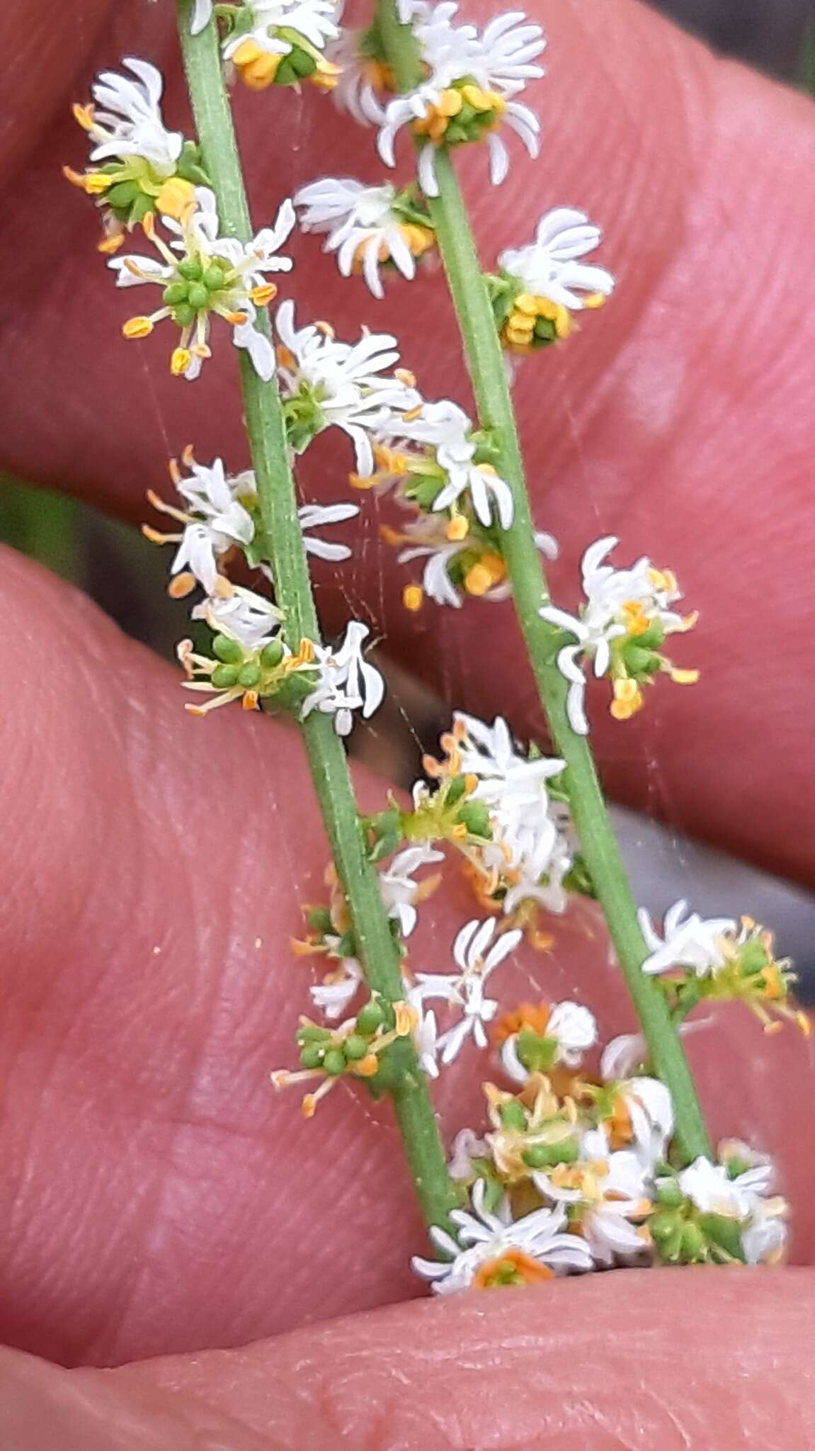 Image of Sesamoides purpurascens (L.) G. López González