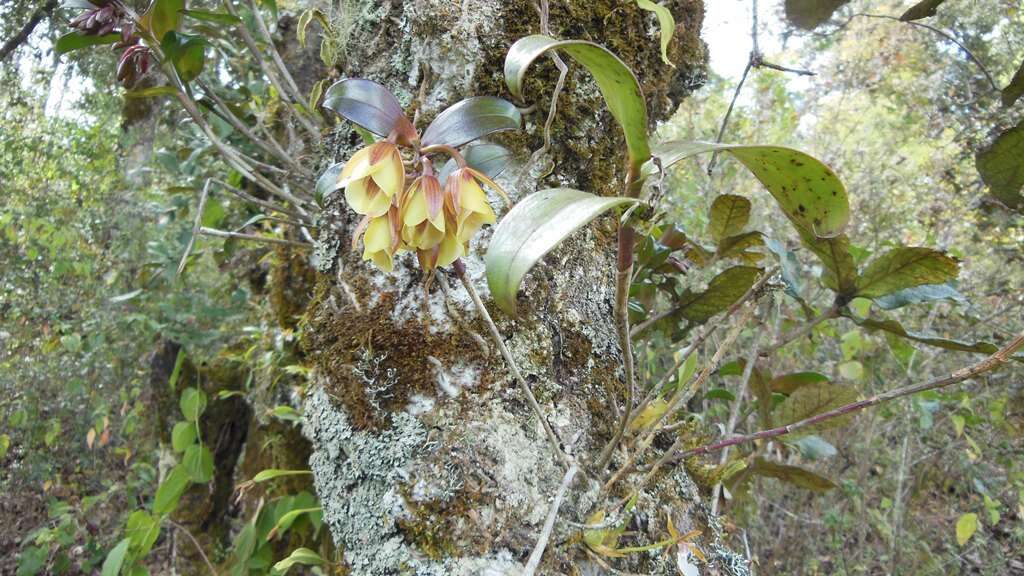 Слика од Epidendrum eximium L. O. Williams