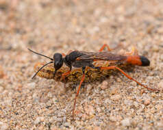 Image of Ammophila laeviceps F. Smith 1873