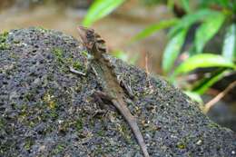 Image of Giant Forest Dragon