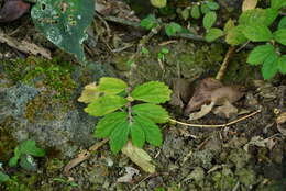 Image of Elatostema strigillosum B. L. Shih & Yuen P. Yang