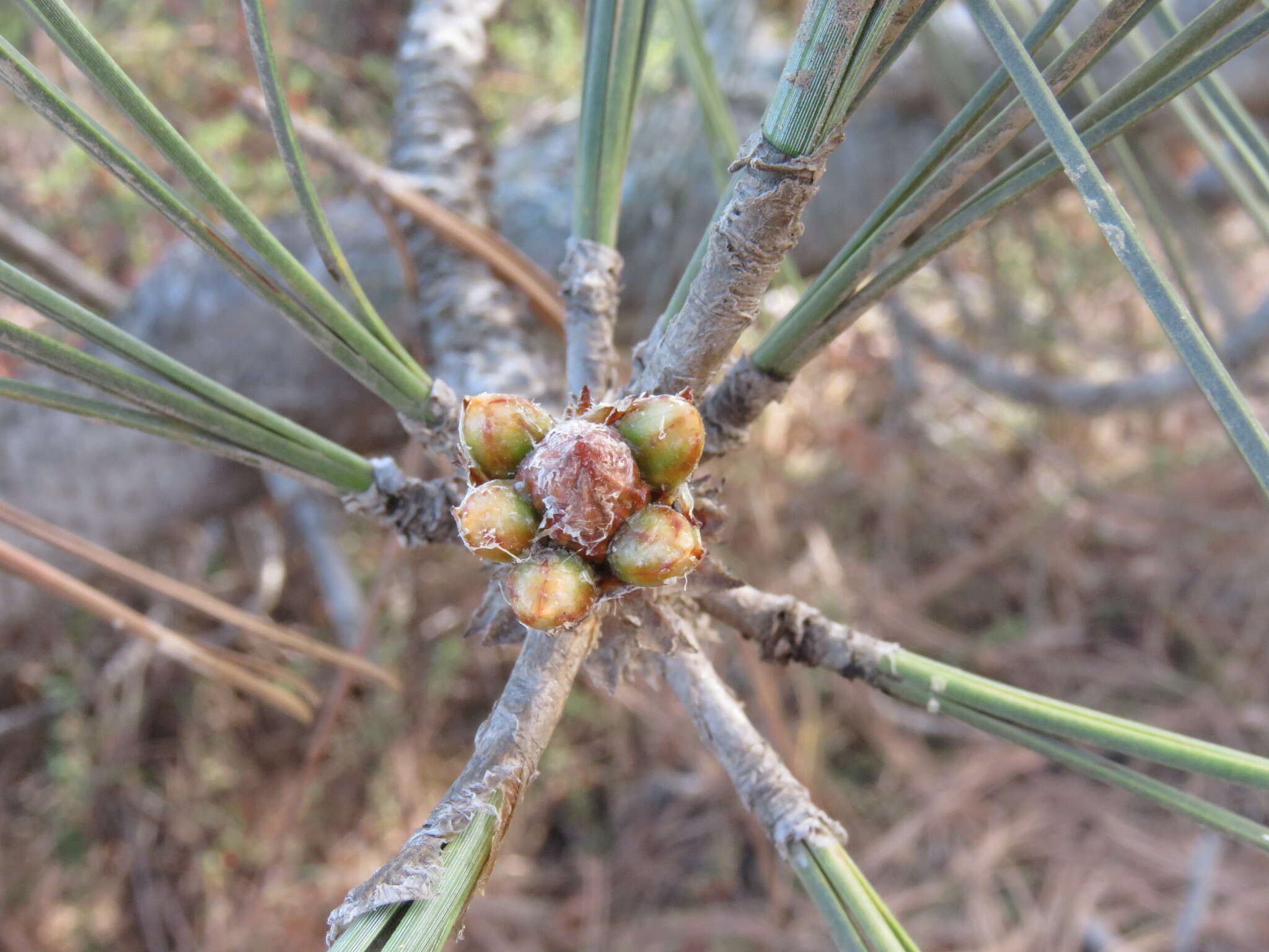 Image of Torrey pine