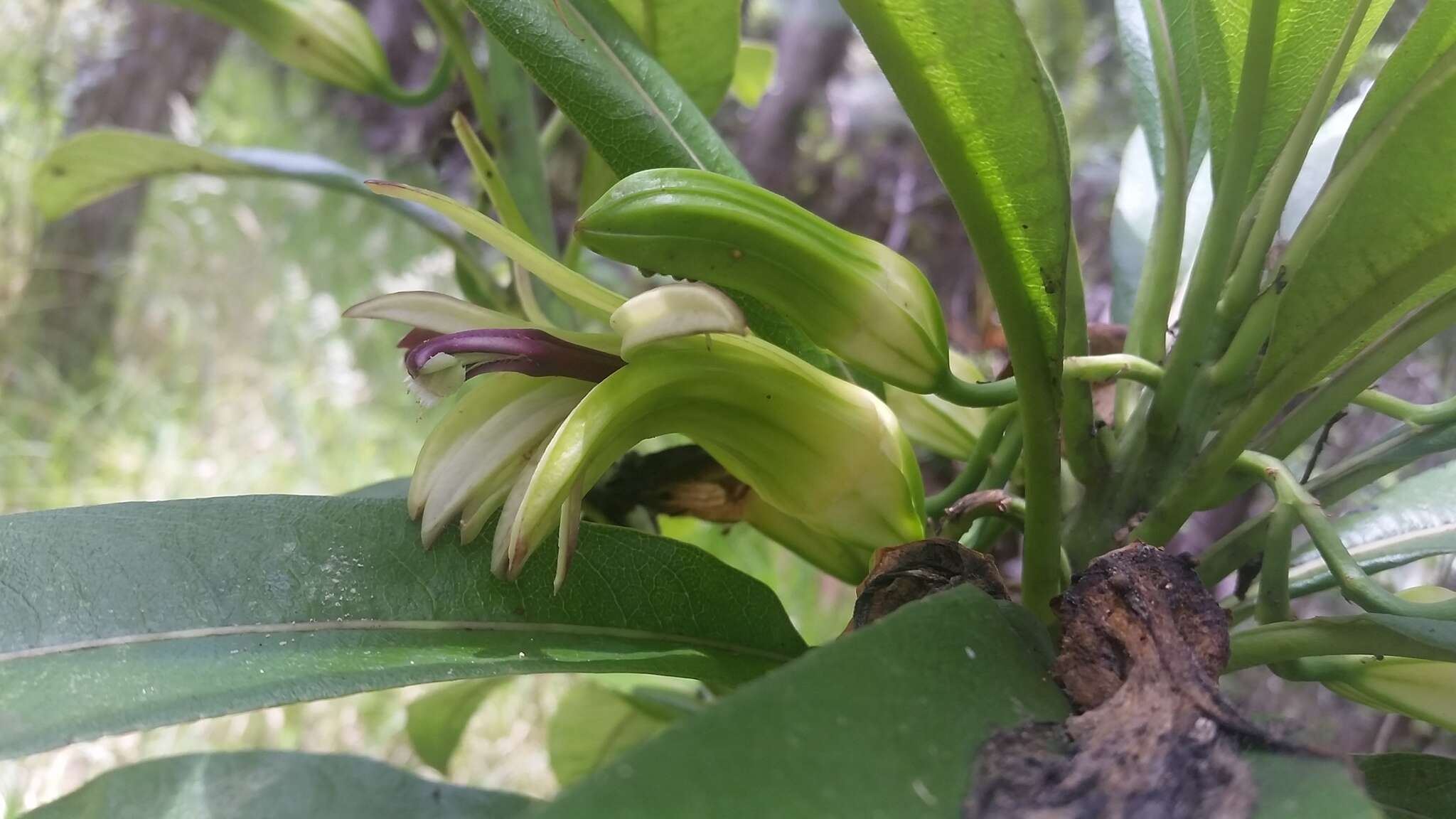 Слика од Clermontia hawaiiensis (Hillebr.) Rock