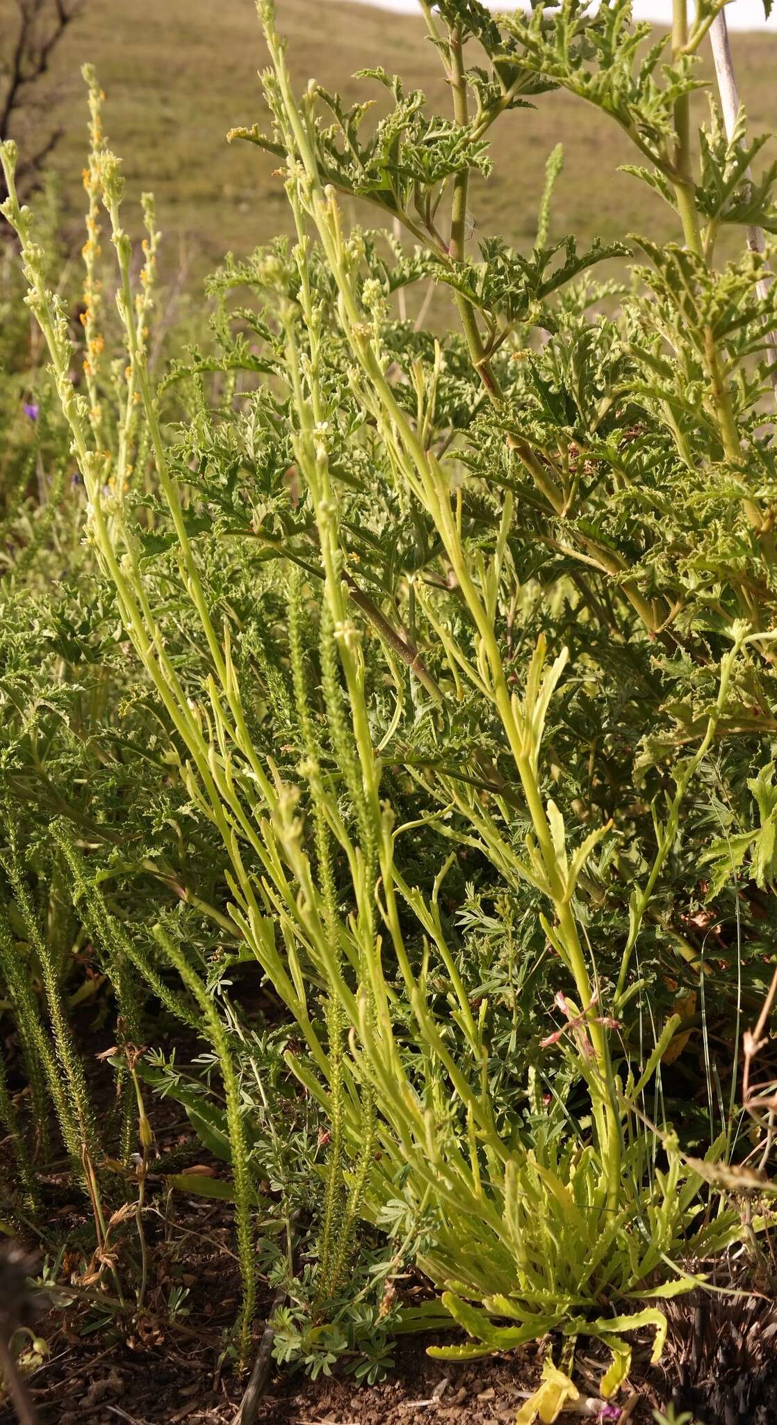 Image of Manulea crassifolia subsp. crassifolia
