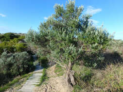 Image de Olearia axillaris (DC.) F. Müll.