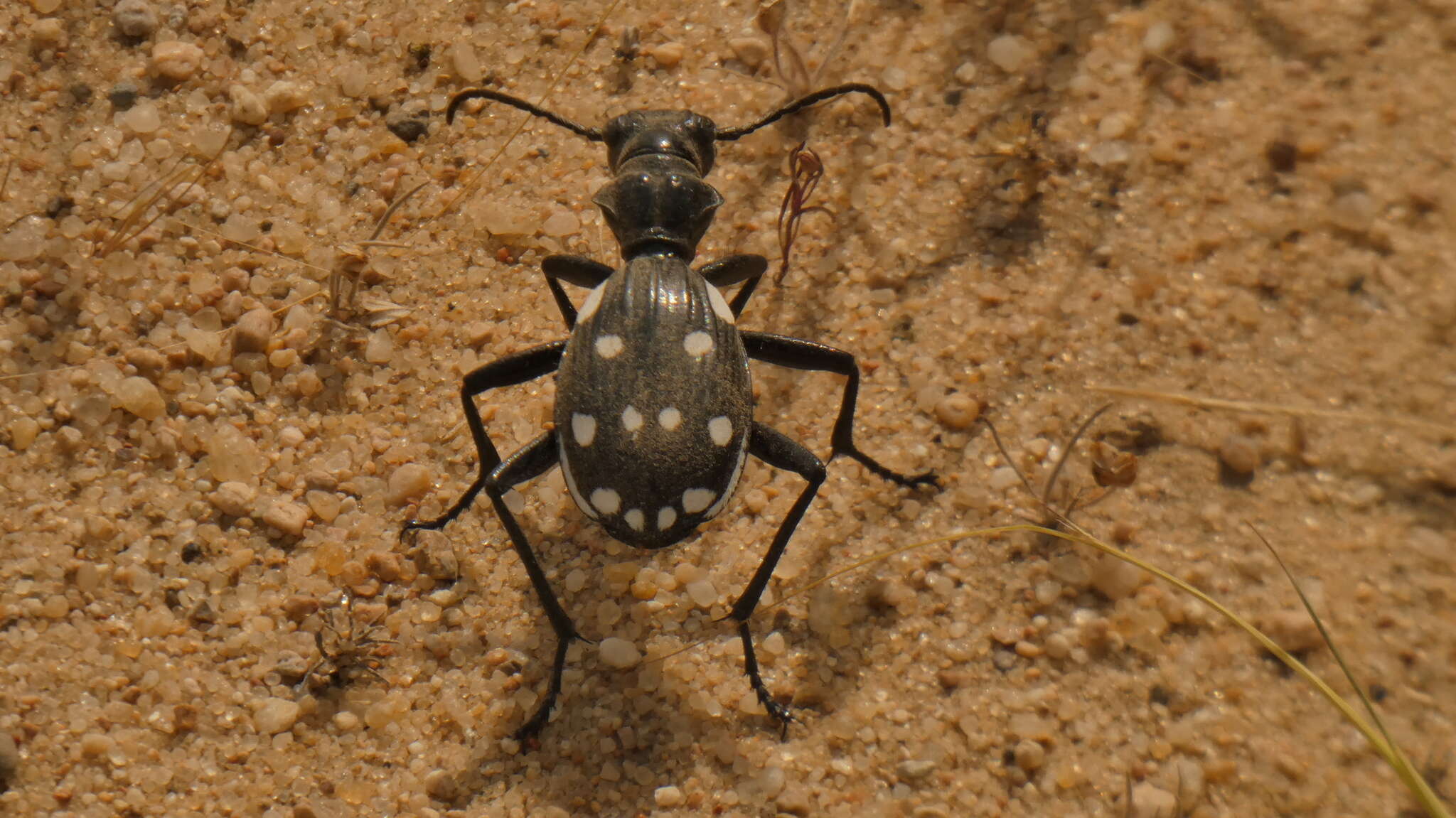 Plancia ëd Anthia (Termophilum) duodecimguttata Bonelli 1813