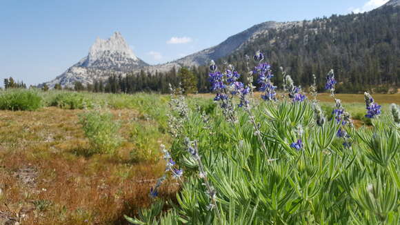 Image of shaggy lupine