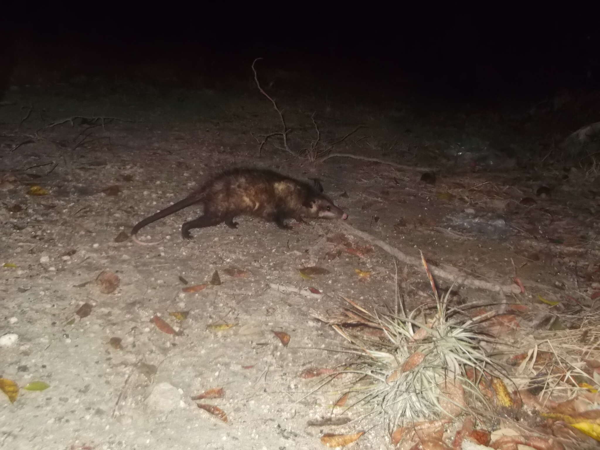 Image of Black-eared Opossum