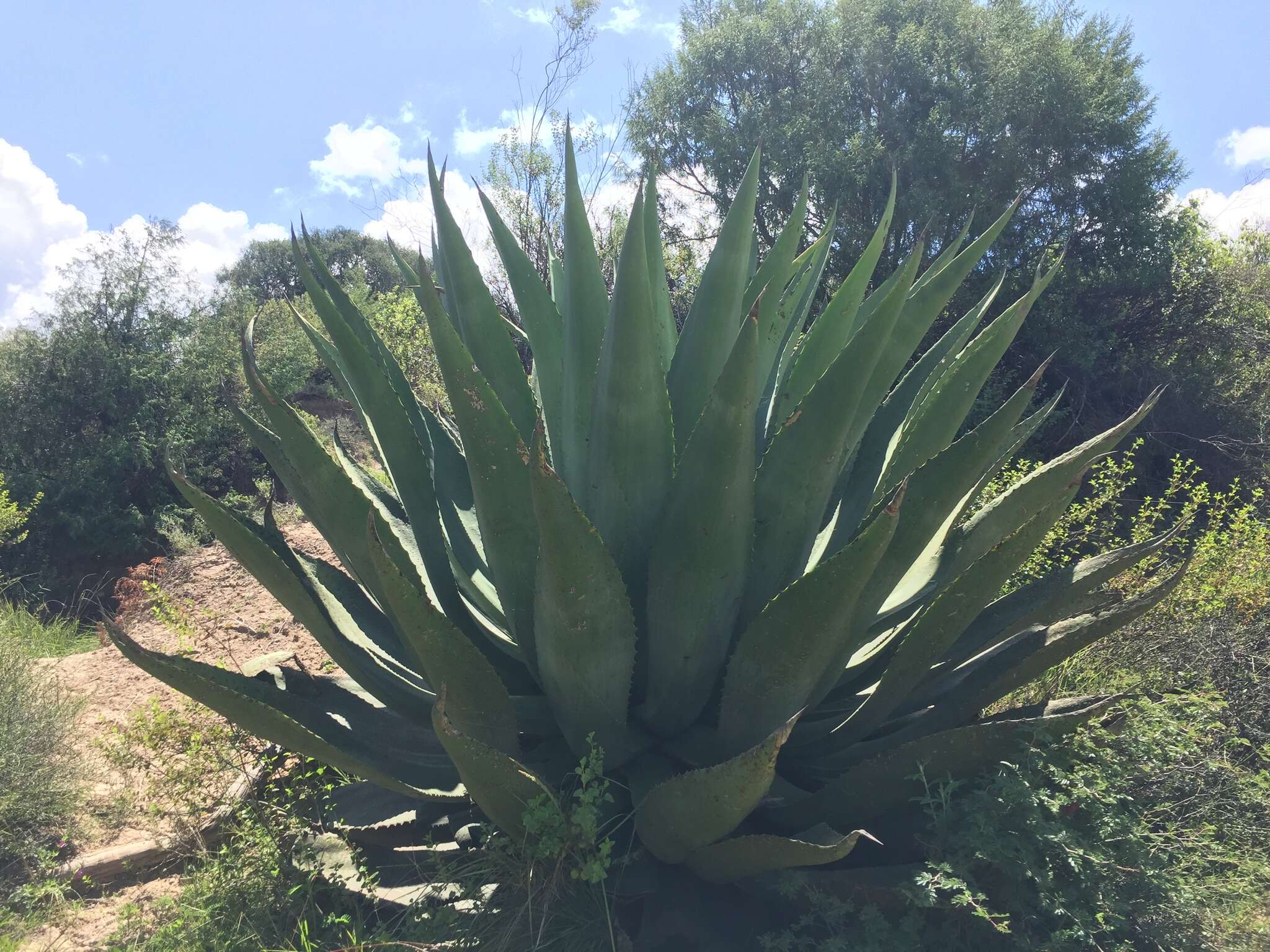 Image of Agave scaposa Gentry