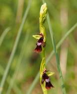 Слика од Ophrys insectifera L.