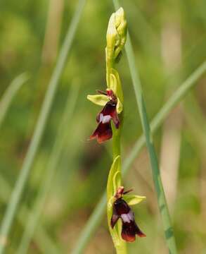 Image of Fly orchid