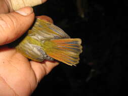 Image of Temminck's Sunbird