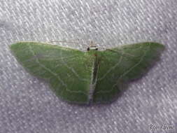 Image of Wavy-lined Emerald