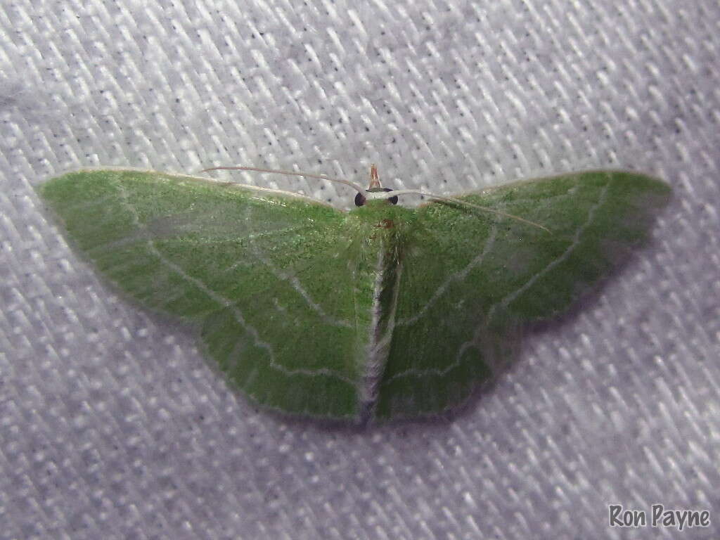 Image of Wavy-lined Emerald