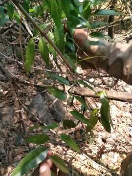 Image of Agonandra racemosa (DC.) Standl.