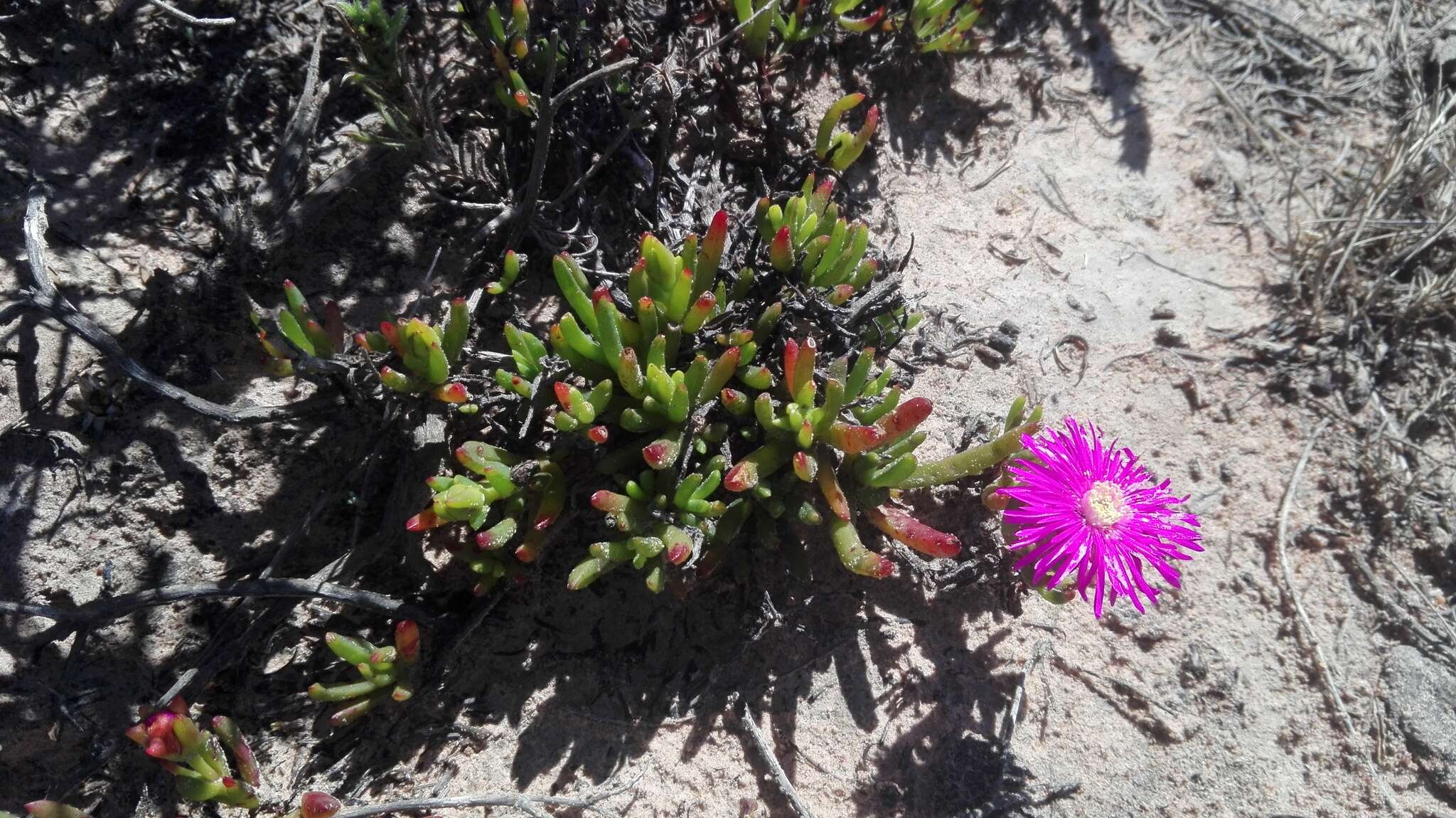 Image of Lampranthus lavisii (L. Bol.) L. Bol.